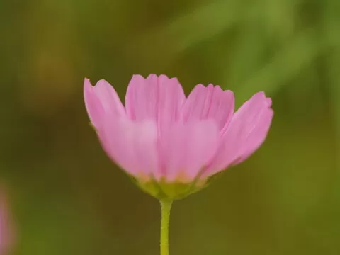 极速时时彩APP图标